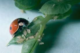 Attēlu rezultāti vaicājumam “Adalia bipunctata”