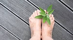 Image result for Salbei