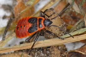 Attēlu rezultāti vaicājumam “Pyrrhocoris apterus nymph”