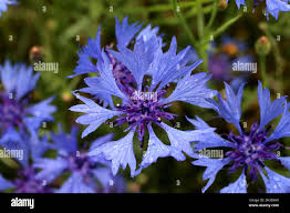 Attēlu rezultāti vaicājumam “Cyanus segetum”