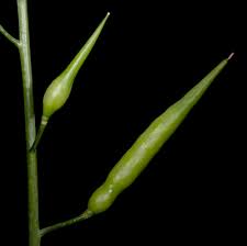 Image result for Raphanus sativus ssp. Oleiformes