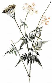 Image result for Chaerophyllum aureum