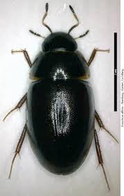 Attēlu rezultāti vaicājumam “Enochrus affinis”