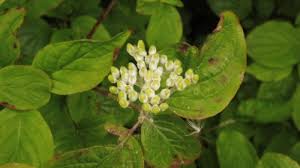 Attēlu rezultāti vaicājumam “Erysiphe galeopsidis”