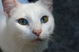 Attēlu rezultāti vaicājumam “Felis silvestris catus adult”