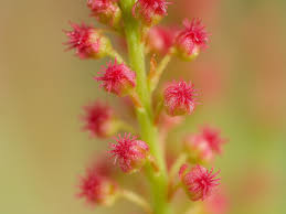 Attēlu rezultāti vaicājumam “Rumex acetosa flower”