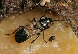 Attēlu rezultāti vaicājumam “Lycogala botrydium macro”