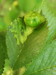 Attēlu rezultāti vaicājumam “Tetraneura ulmi”