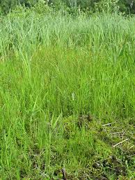 Attēlu rezultāti vaicājumam “Carex echinata”