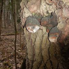 Attēlu rezultāti vaicājumam “Phellinus tremulae”