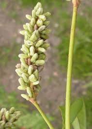 Attēlu rezultāti vaicājumam “Persicaria lapathifolia flower”