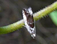 Attēlu rezultāti vaicājumam “Epinotia ramella”