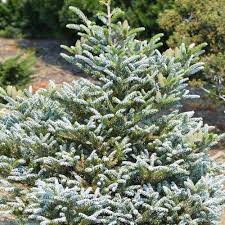 Attēlu rezultāti vaicājumam “Abies koreana”