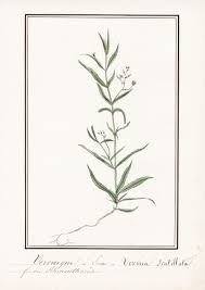 Attēlu rezultāti vaicājumam “Veronica scutellata”