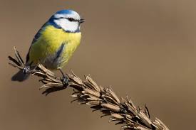 Image result for Cyanistes caeruleus