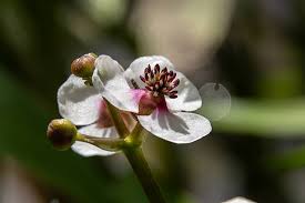 Attēlu rezultāti vaicājumam “Sagittaria sagittifolia leaf”