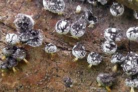 Attēlu rezultāti vaicājumam “Didymium squamulosum”