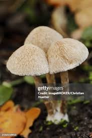 Attēlu rezultāti vaicājumam “Psathyrella lacrymabunda”