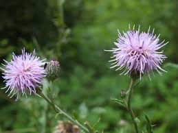 Attēlu rezultāti vaicājumam “Cirsium arvense flower”
