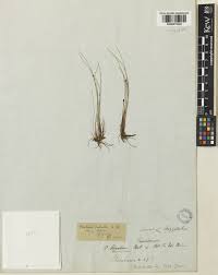 Attēlu rezultāti vaicājumam “Eleocharis uniglumis flower”