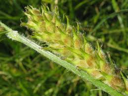 Attēlu rezultāti vaicājumam “Carex hirta fruit”