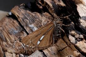 Attēlu rezultāti vaicājumam “Bupalus piniaria”