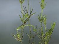 Attēlu rezultāti vaicājumam “Chara aspera male”