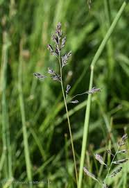 Attēlu rezultāti vaicājumam “Poa humilis”
