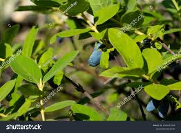Attēlu rezultāti vaicājumam “Lonicera caerulea var. pallasii fruit”