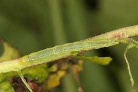 Attēlu rezultāti vaicājumam “Pseudeustrotia candidula”