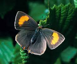 Attēlu rezultāti vaicājumam “Thecla betulae”