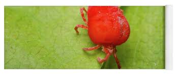 Attēlu rezultāti vaicājumam “Trombidiidae”