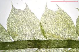 Attēlu rezultāti vaicājumam “Lophocolea coadunata”