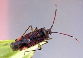 Attēlu rezultāti vaicājumam “Pantilius tunicatus”