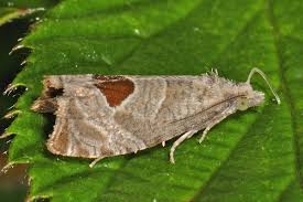 Attēlu rezultāti vaicājumam “Notocelia uddmanniana”