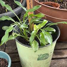Image result for Hosta White Feather