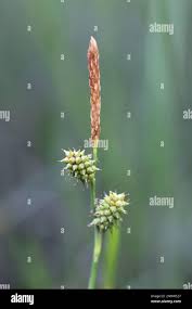 Attēlu rezultāti vaicājumam “Carex viridula”