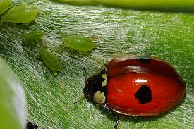 Attēlu rezultāti vaicājumam “Adalia bipunctata”