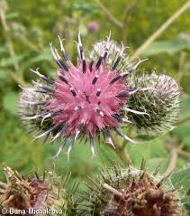 Attēlu rezultāti vaicājumam “Arctium tomentosum fruit”