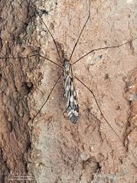 Attēlu rezultāti vaicājumam “Tipulidae female”