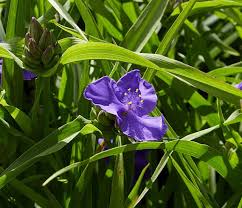 Attēlu rezultāti vaicājumam “Tradescantia virginiana”