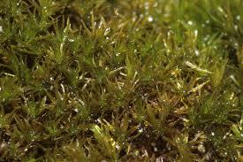 Attēlu rezultāti vaicājumam “Hymenostylium recurvirostrum macro”