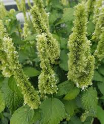 Image result for Ysop