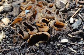 Attēlu rezultāti vaicājumam “Peziza vesiculosa”