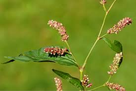 Attēlu rezultāti vaicājumam “Persicaria lapathifolia fruit”