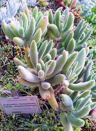 Attēlu rezultāti vaicājumam “Dianemataceae”