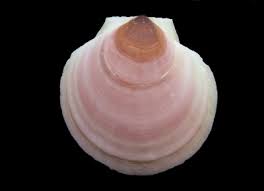 Image result for Placopecten magellanicus