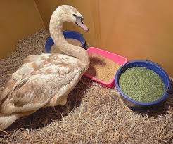 Image result for South Yorkshire Swans