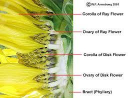 Attēlu rezultāti vaicājumam “Helianthus annuus fruit”