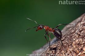 Attēlu rezultāti vaicājumam “Formica rufa”